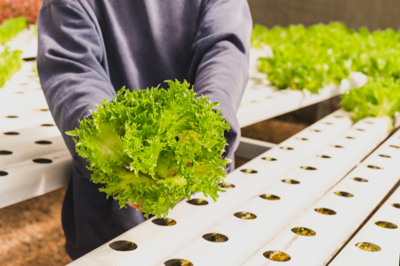 mapfre-lanca-seguro-rural-para-hortalicas