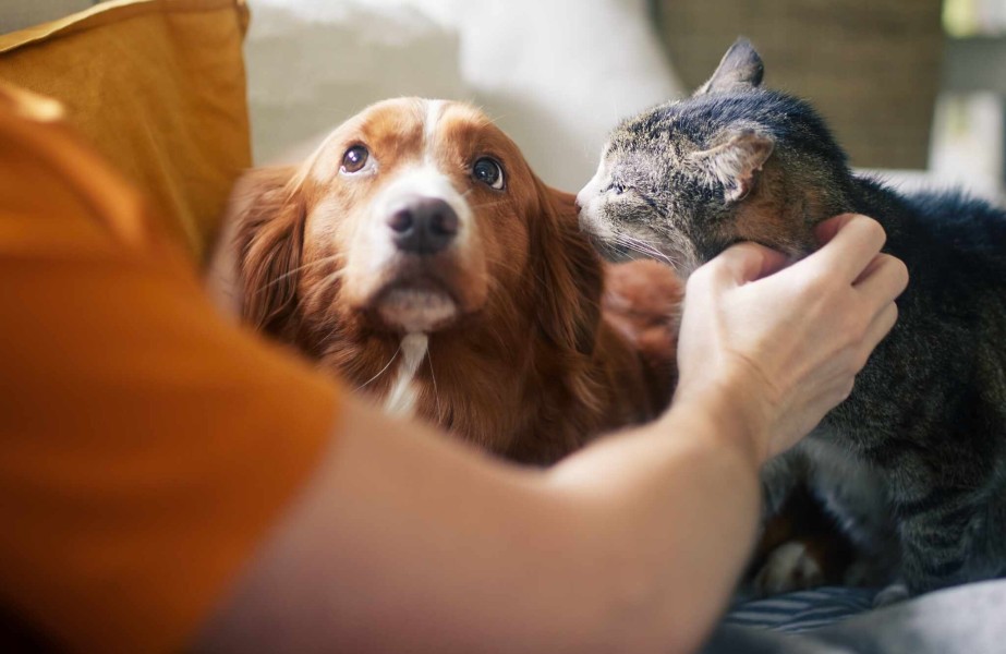 assistencia-pet-inclusa-no-seguro-residencial-da-sancor